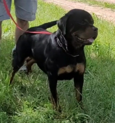 Étalon Rottweiler - Umba Of Impérial Wisdom