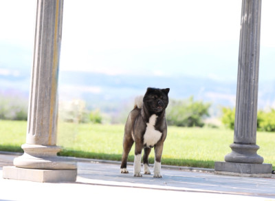 Étalon Akita americain - CH. Rampage Spirit The black mirror