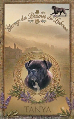 Étalon Bulldog continental - Tanya Des Brumes Du Luberon