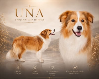 Étalon Border Collie - Uniqa unicata hafkins