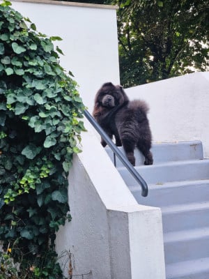 Étalon Chow Chow - notorious star Hermès