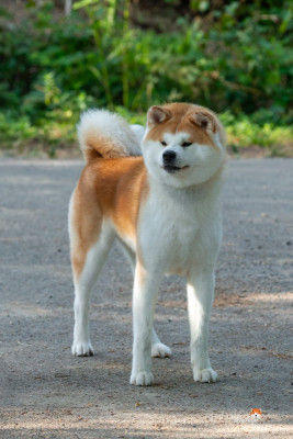 Étalon Akita - Tenshiyo Kensha Umami kimchi