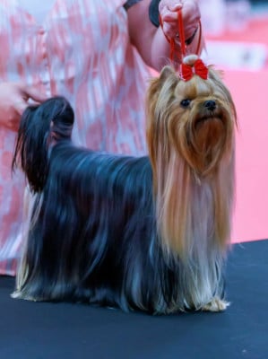 Étalon Yorkshire Terrier - CH. Ultra sexy du Mas des Anges