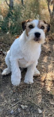 Étalon Jack Russell Terrier - Starfox sherif  De La P'tite Malice