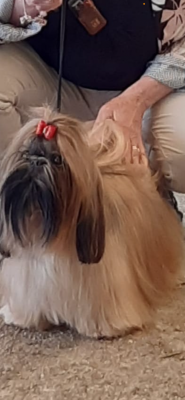 Étalon Shih Tzu - Sade Kagyu-ling