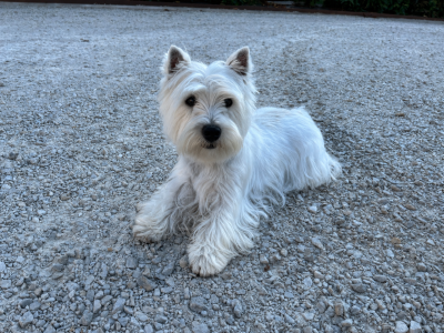 Étalon West Highland White Terrier - Tic-tac Des mats des oyats