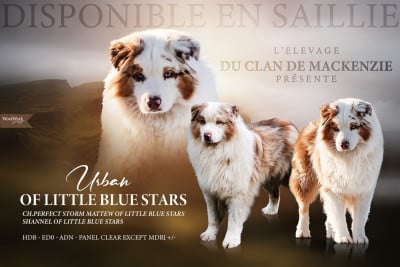 Étalon Berger Australien - Urban Of Little Blue Stars