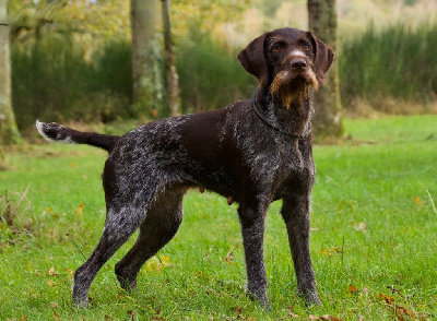 Étalon Chien d'arrêt allemand à poil dur - TR. Polka Du Rallye Grande Sologne