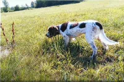 Étalon Epagneul Français - Skype du col de poulzinieres