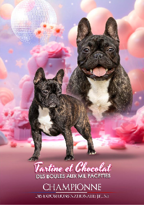 Étalon Bouledogue français - Tartine et chocolat des boules aux mil facettes