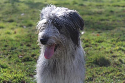 Étalon Berger des Pyrenees à poil long - Truffe bleue du Champ D'Onix