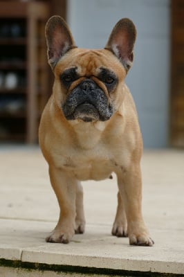 Étalon Bouledogue français - Roumba du Domaine des Bastidiens