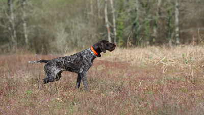 Étalon Chien d'arrêt allemand à poil dur - Toscane De L'Etang Des Joncs