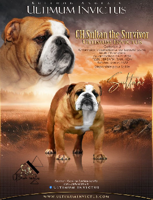 Étalon Bulldog Anglais - CH. Sultan the survivor Ultimum Invictus