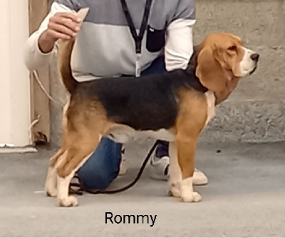 Étalon Beagle - Rommy (Sans Affixe)