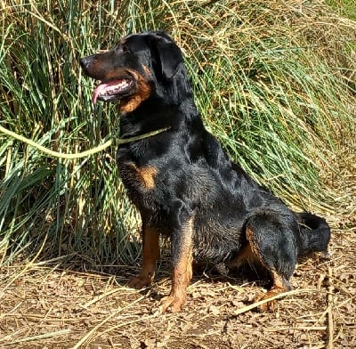 Étalon Berger de Beauce - S'rocky De La Vallée D'Amalthée