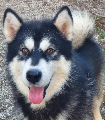Étalon Alaskan Malamute - Shelby sky of the Nordic Dream