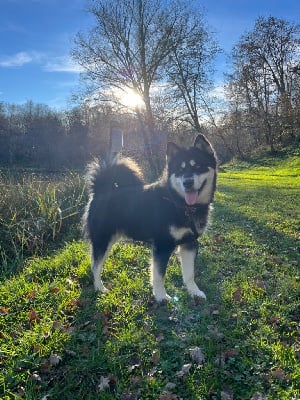 Étalon Alaskan Malamute - Into The Wild With Suki of yupic