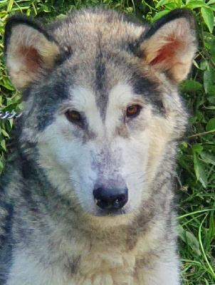 Étalon Alaskan Malamute - Quixy (Sans Affixe)