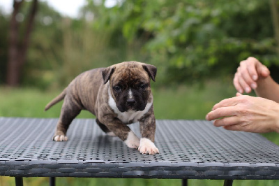 Étalon American Staffordshire Terrier - The miss america De Rockstar Dog