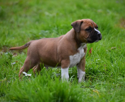 Étalon American Staffordshire Terrier - Thoresteel Uppercut winning to gunner