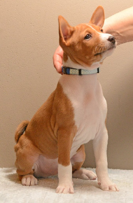 Étalon Basenji - Baci Canavilla