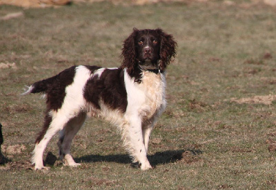 Étalon Basset Artesien Normand - Major (Sans Affixe)