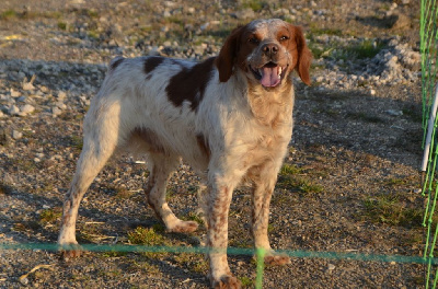 Étalon Basset Artesien Normand - Du Bois De Vert Pré Orlando