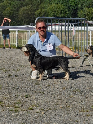 Étalon Basset bleu de Gascogne - Oslo (Sans Affixe)