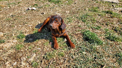 Étalon Basset des Alpes - des Chênes du Val des Frais Sherpa