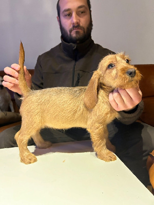 Étalon Basset fauve de Bretagne - Udine De La Forêt Des Sources