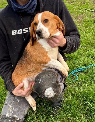 Étalon Beagle - Sidonie De l'aigle de meaux