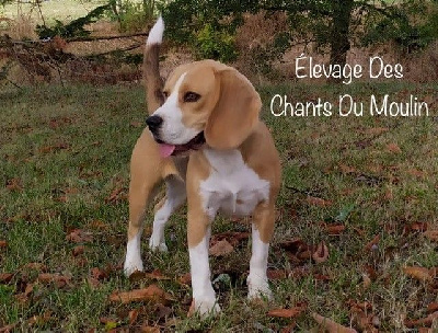 Étalon Beagle - Toscane Du Moulin De Champiré