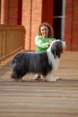 Étalon Bearded Collie - CH. Victory wind's Supertramp