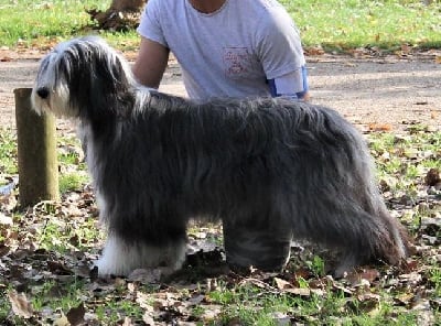 Étalon Bearded Collie - Siska black moon de la Planète de Yoda