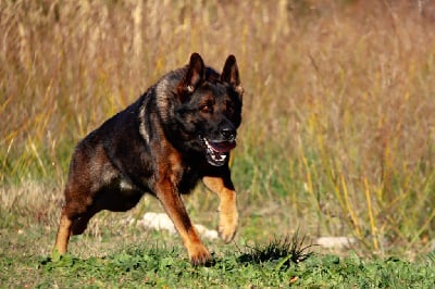 Rajah D'Herrera Del Alcantara