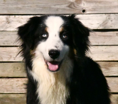 Étalon Berger Australien - Samba Des Minis Pepites