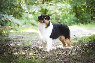 Étalon Berger Australien - CH. Victorious king simba de La Ferme Daudergnies