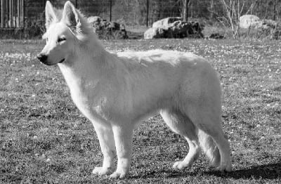 Étalon Berger Blanc Suisse - Shelby.s victory Du Blanc Des Amaroks