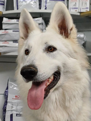 Étalon Berger Blanc Suisse - Vlad P'tits Loups d'Amour