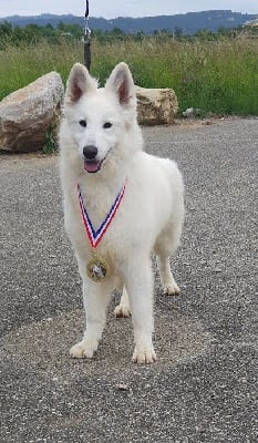 Étalon Berger Blanc Suisse - Thémis ariel Of Shepherd's Paw