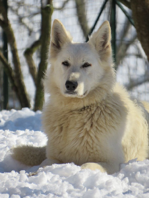 Étalon Berger Blanc Suisse - Shelby des loups des neiges picardes (Sans Affixe)