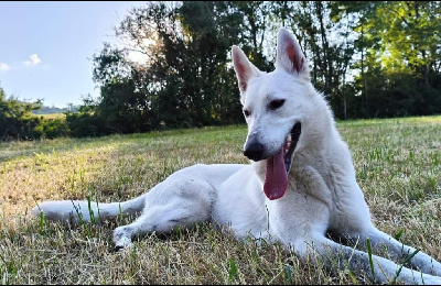 Étalon Berger Blanc Suisse - Satine dite sly Du Diamant Des Neiges