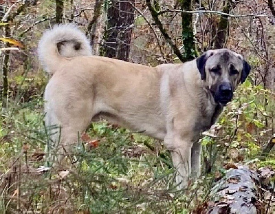 Étalon Berger Kangal - Trayvord des terres correziennes