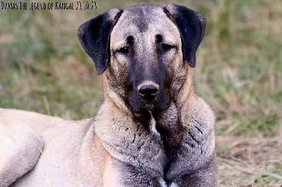 Étalon Berger Kangal - CH. Damas panter The Legend Of Kangal