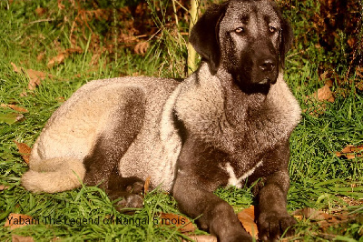 Étalon Berger Kangal - Yabani panter The Legend Of Kangal