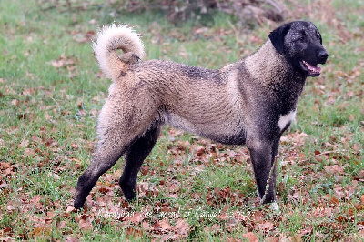 Étalon Berger Kangal - Karayilan panter The Legend Of Kangal