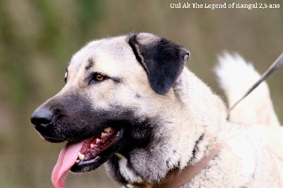 Étalon Berger Kangal - Gul ak The Legend Of Kangal