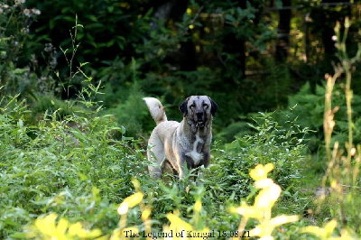 Étalon Berger Kangal - CH. Sabor panter The Legend Of Kangal