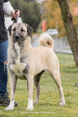 Étalon Berger Kangal - CH. Bagheera panter The Legend Of Kangal